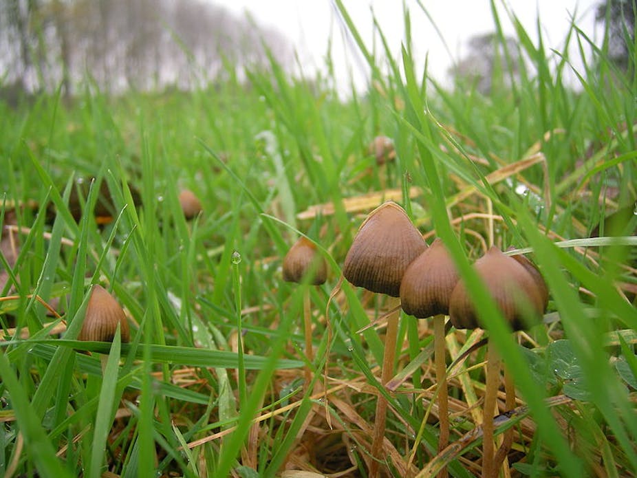 Magic mushrooms expand your mind and amplify your brain's dreaming areas –  here's how